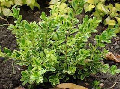 Buxus m. ‘Golden Dream’ PP#16052