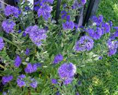 Carypoteris x clandonensis ‘First Choice’ PP#11958