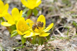 Insect Blossom Flowers Bloom Bee Winter Linge