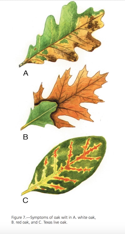 The different symptoms of oak wilt in different oak species. Photo: USDA