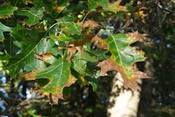 oakwilt-allegancd.org