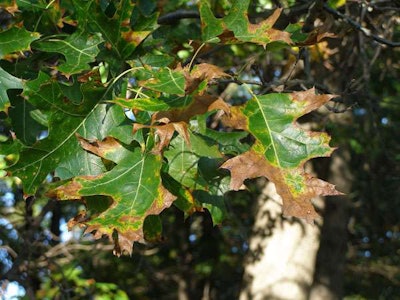 Symptoms of oak wilt result in the rapid discoloration of leaves in red oaks. Photo: Allegan Conservation District