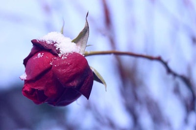 Photo: Pixabay