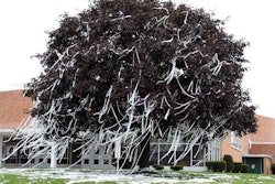 TP-in-big-tree
