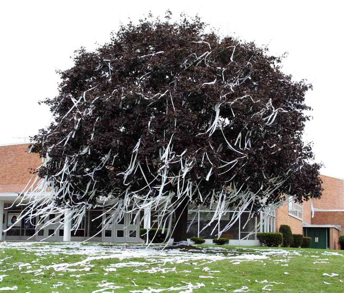 Getting rid of unwanted toilet paper from your trees | Total Landscape Care