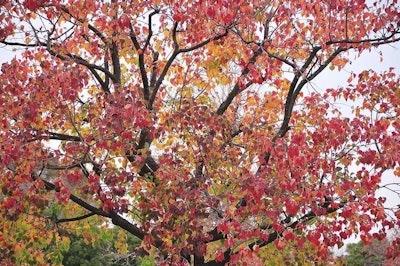 fall color changing tree