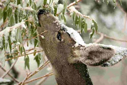 deer-eating-tree-snow