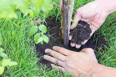 replanting and staking trees