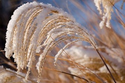 snowy-ornamental-grass