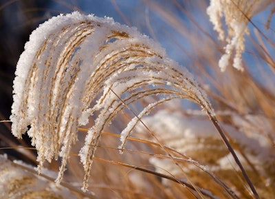 close up ornamental grasses
