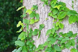 poison-ivy-on-tree
