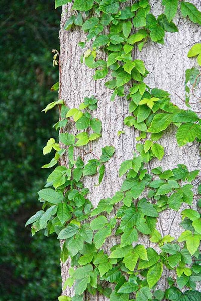 poison ivy on tree