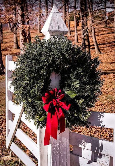 Be careful with boxwood wreaths this year as they could be carriers of boxwood blight.