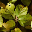 beech-leaf-disease