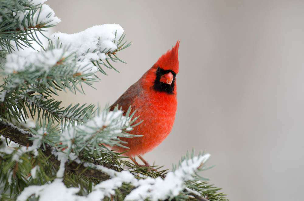 cardinal-in-snowy-tree