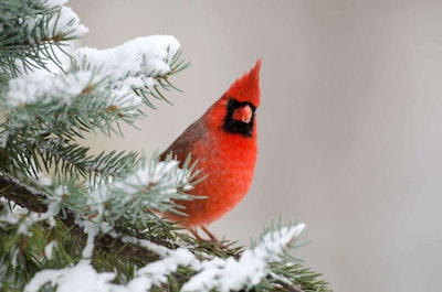 red bird on a snowy tree