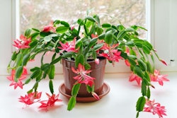 Christmas-cactus