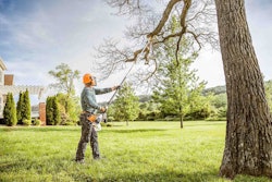 Stihl-pruning