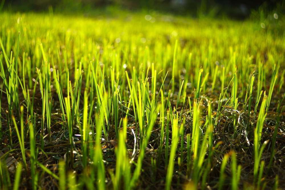 Transition Overseeded Lawns Back To Warm Season Grass Total Landscape Care Transition Overseeded Lawns Back To Warm Season Grass Total Landscape Care