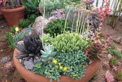 succulent-in-container