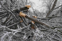 tree-destruction-snow
