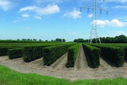 Instant-hedges