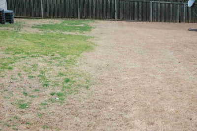 This photo shows a yard with one side treated with pre-emergent herbicides and the other side untreated. Photo: Bayer