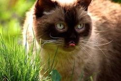 cat-eating-grass