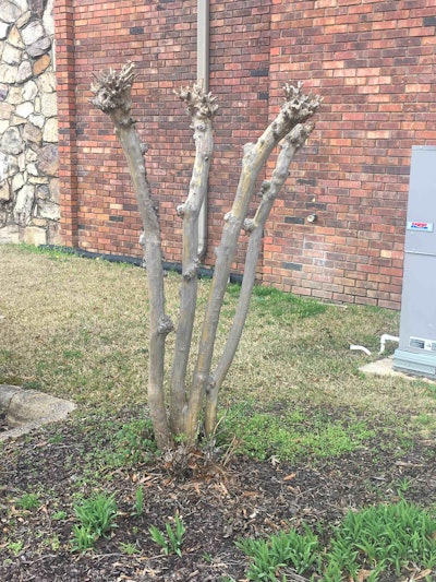 Crape myrtles continuously pruned incorrectly form knobs like the one in the picture. Photo: Jill Odom