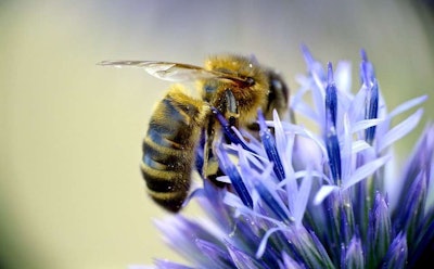 bee on purple flower