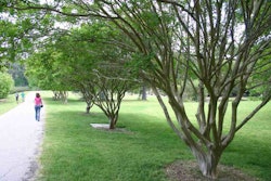 proper-crape-myrtles-ryan-somma