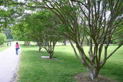 Properly pruned crape myrtles have a vase-shaped form that shows off its distinctive bark. Photo: Ryan Somma/Flickr