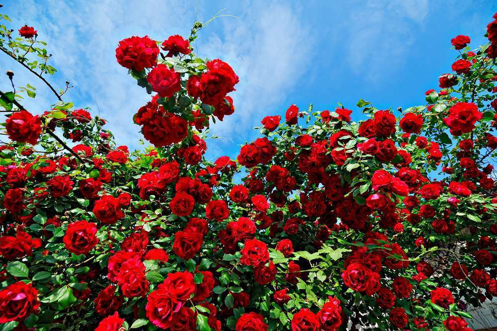 To plant or not to plant: The best time to plant roses