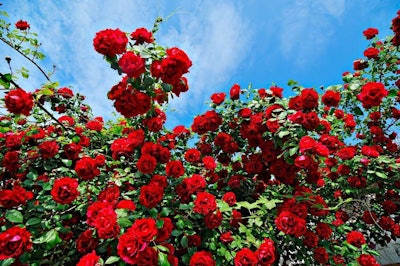 rose bush