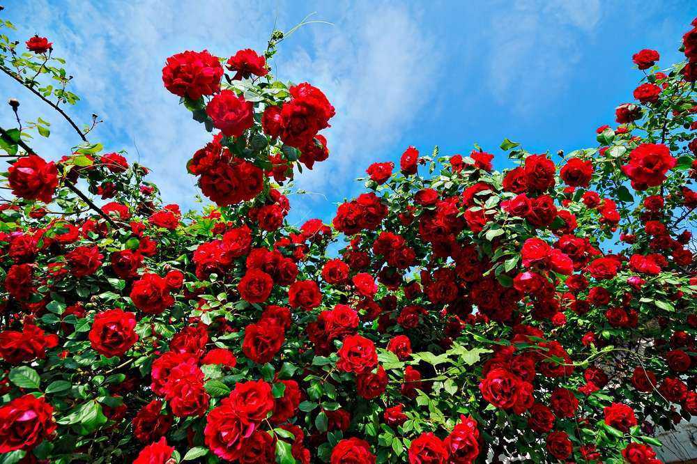 Knowing The Best Time To Plant Roses Total Landscape Care Knowing The Best Time To Plant Roses Total Landscape Care