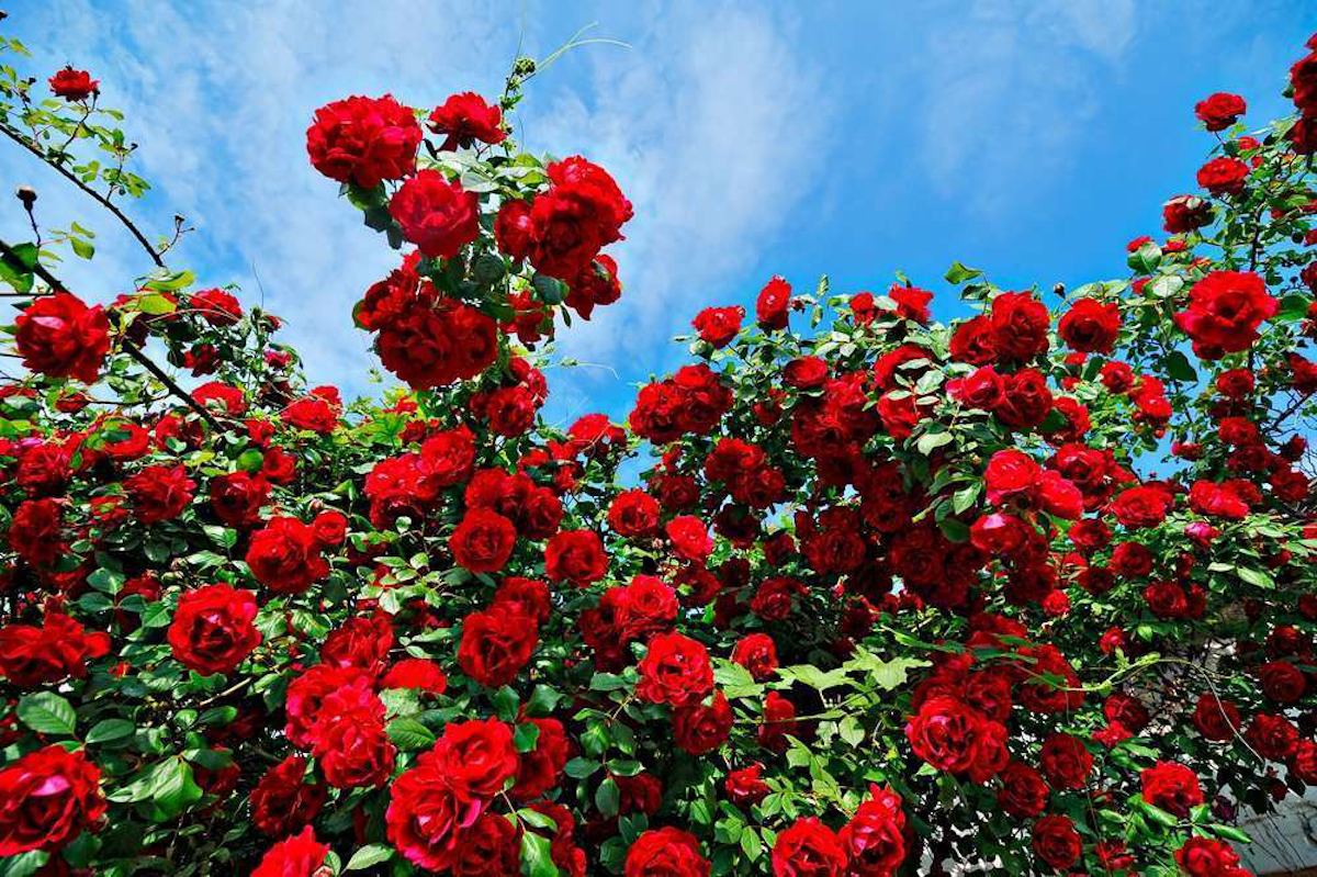 Knowing The Best Time To Plant Roses Total Landscape Care