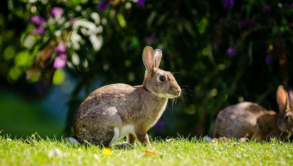 Protecting tulips from rabbits and other rodents