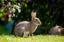 bunny-in-the-yard