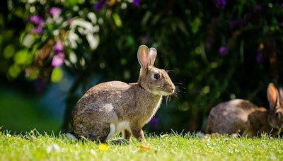 rabbit in yard