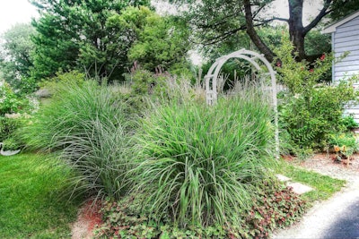 Photo: gardener41/Flickr