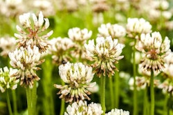 white-clover