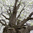 white-flowering-tree