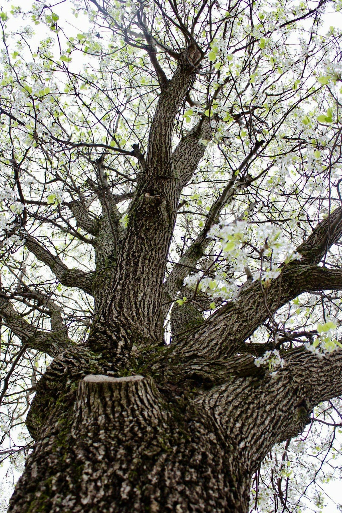 Tree Details to Share with Shoppers this Arbor Day