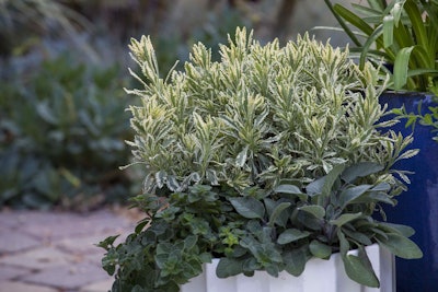 Lavender ‘Meerlo’ is an example of a plant that offers both eye-catching variegated foliage and an exquisite fragrance. Photo: Sunset Western Garden Collection