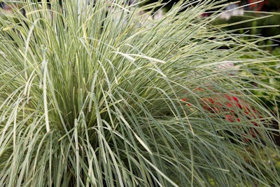Platinum Beauty is the first green and white striped variegated form of Lomandra. Photo: Sunset Western Garden Collection