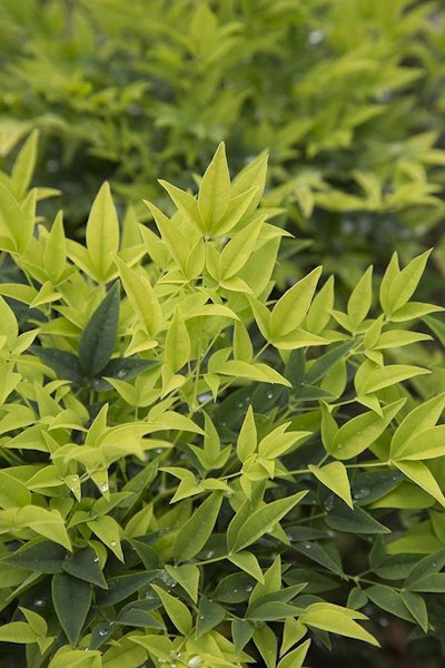 Lemon Lime nandina is an example of the chartreuse color that is expected to be popular this year. Photo: Sunset Western Garden Collection