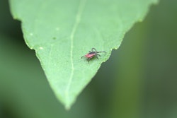 deer-tick