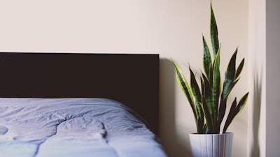 close up of bed with brown rectangle headboard & blue bed spread with indoor plant in a white pot
