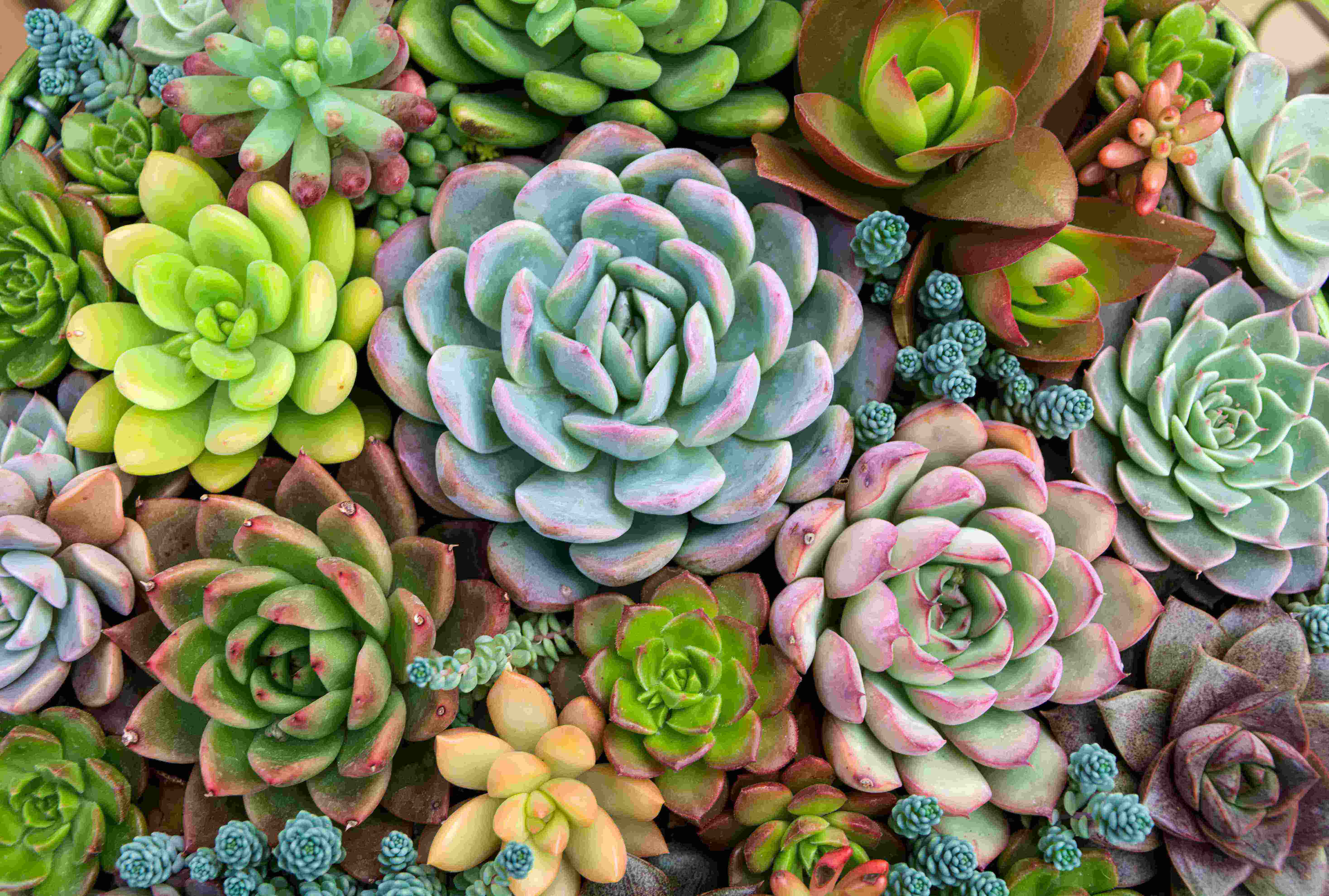 variety-of-succulents