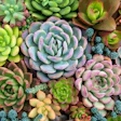 variety-of-succulents